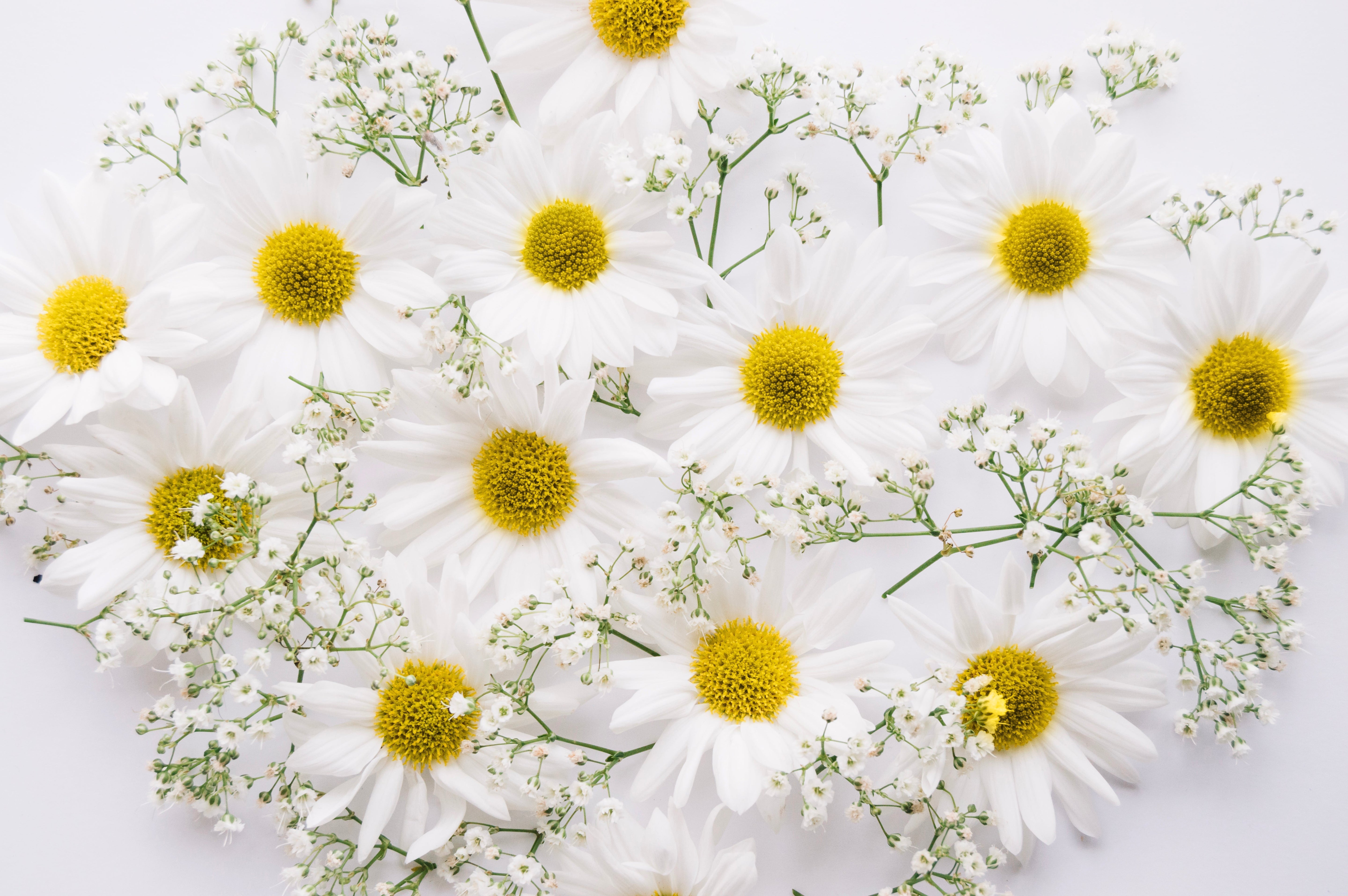 Bisabolol : l’actif naturel apaisant idéal pour les peaux sensibles et irritées