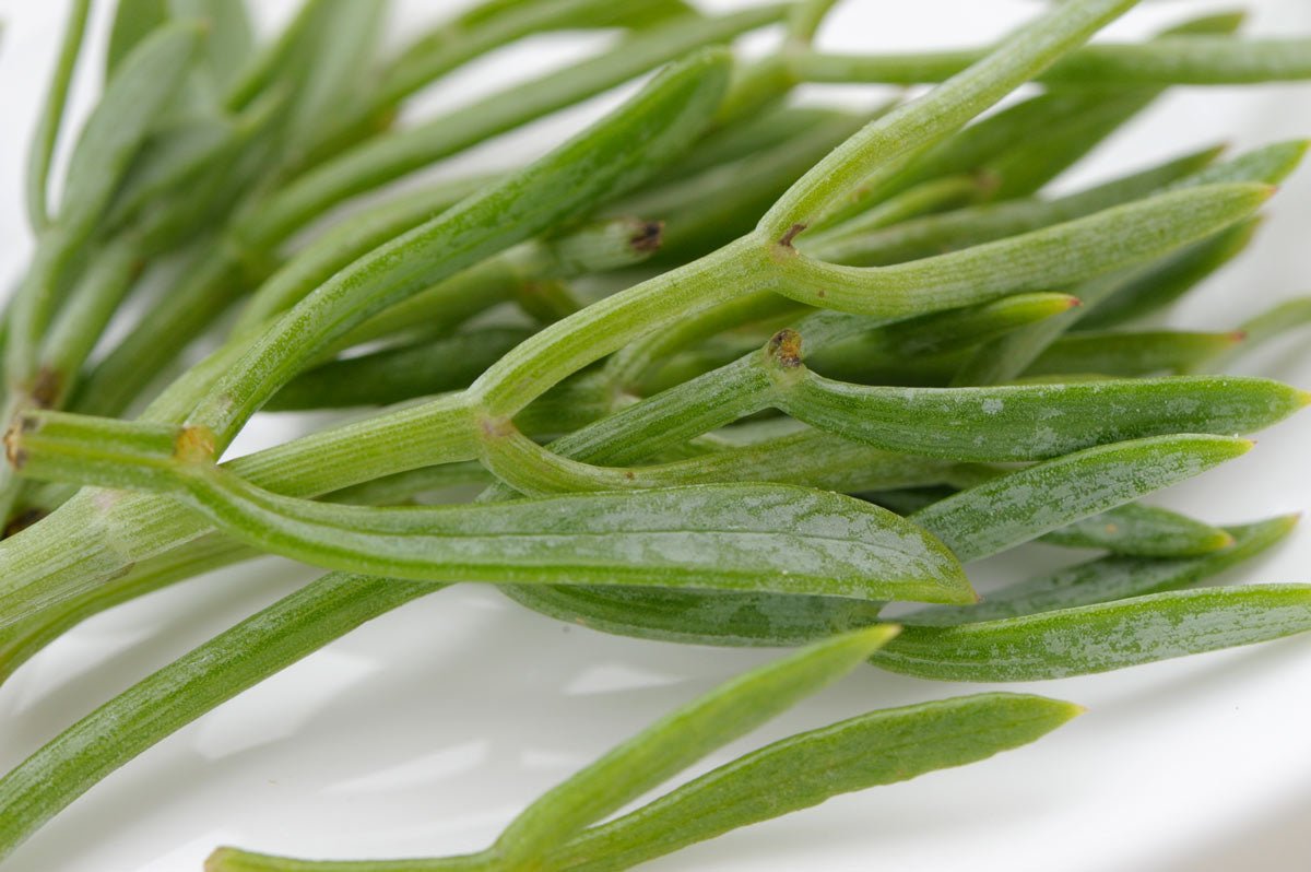 Criste marine : un actif naturel apaisant et régénérant pour les peaux sensibles et irritées