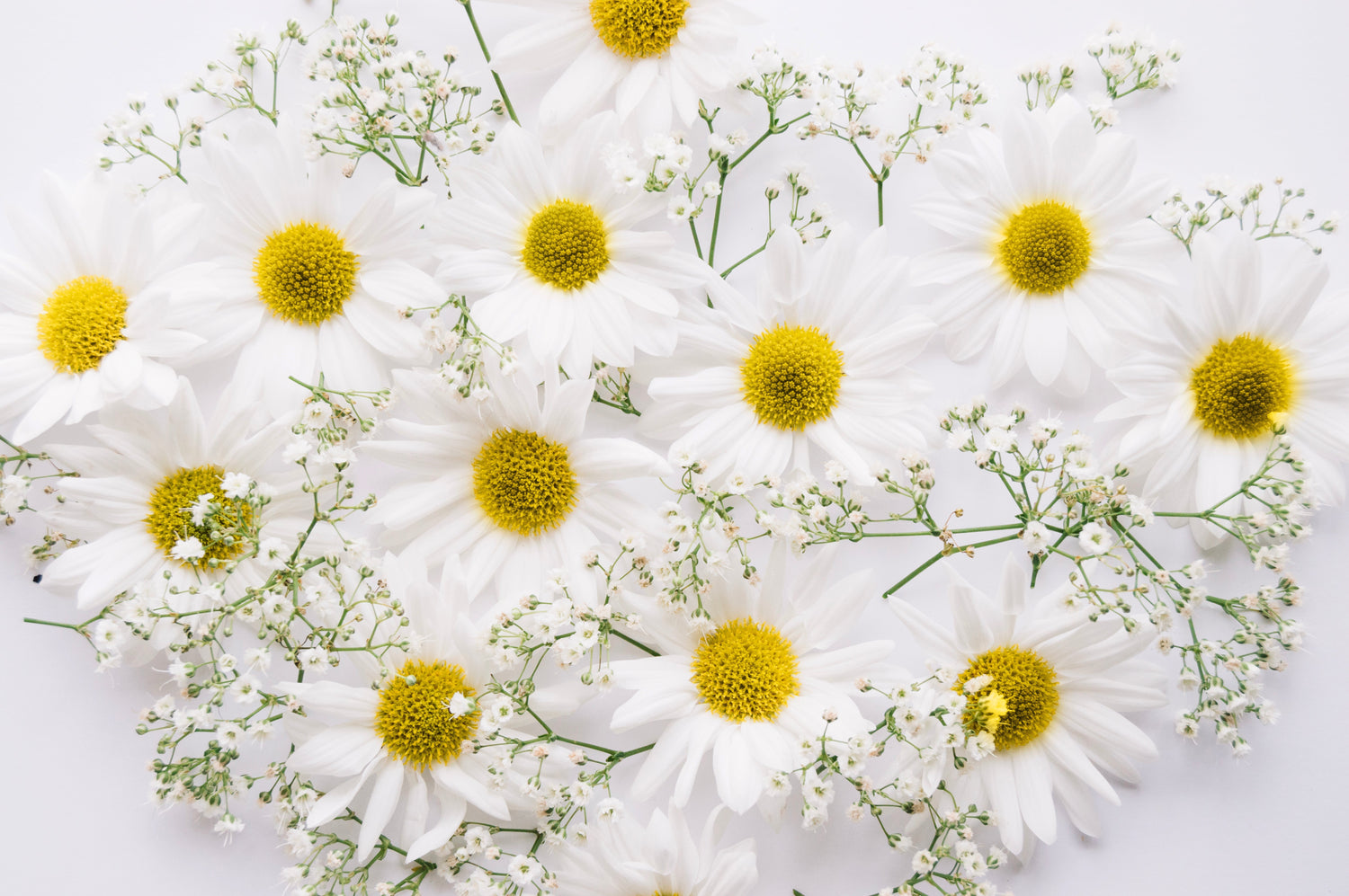 Bisabolol : l’actif naturel apaisant idéal pour les peaux sensibles et irritées
