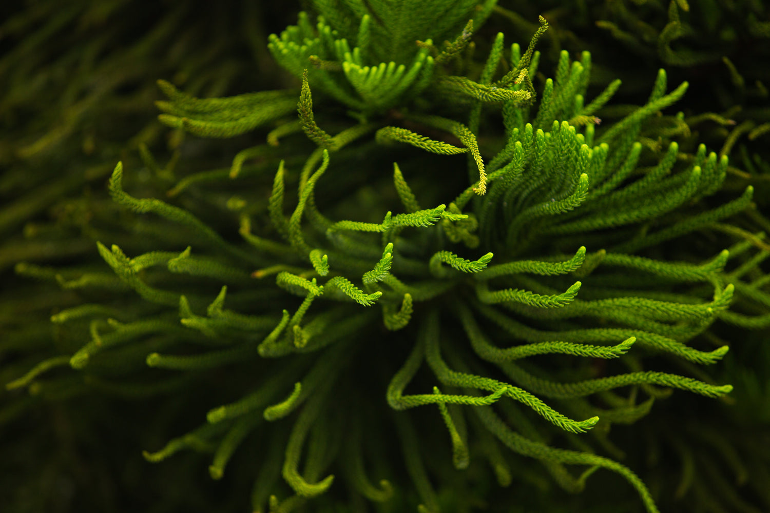 Fucus spiralis biologique : l’actif marin apaisant pour les peaux sensibles et réactives